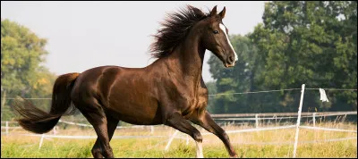 Peut-on boire du lait de jument ?