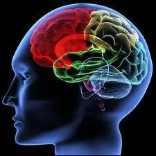 Le cerveau humain contient 67% d'eau environ.