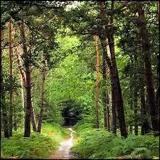 Les forts franaises reprsentent approximativement 24% de la superficie totale du pays.