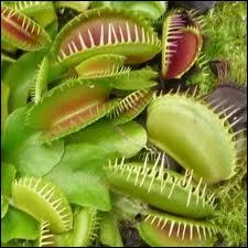 Une plante carnivore se nourrit en moyenne de 10  15 mouches par jour.