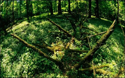 Avec le retrait progressif des glaces en Europe, le hêtre aurait dû étendre son territoire vers le nord, jusqu'en Suède : ce n'est pas le cas. Que lui arrive-t-il donc, en chemin ?