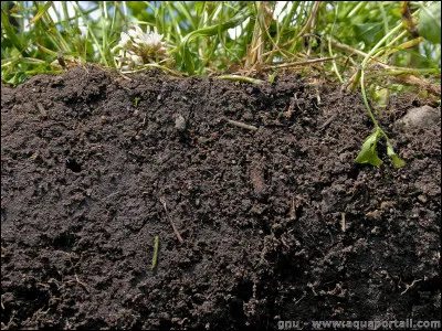 La forêt, on le sait, reste le seul moyen d'empêcher l'érosion : un sol nu "évacue" par an 10 000 t de sédiments par km² ! En comparaison, un "sol forestier" n'en perd...