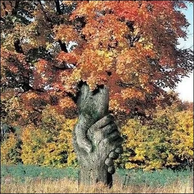 D'autres signaux, chimiques cette fois, sont mis en oeuvre pour décourager les joyeux dîneurs : par exemple, le chêne ...
