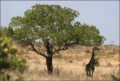 Dans la savane, des chercheurs ont observé le comportement étrange de girafes : elle broutent un moment de succulentes feuilles d'acacias puis... (Complétez !)