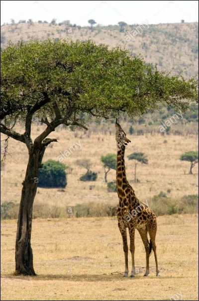 Et alors, me direz-vous ? Elles font ce qu'elles veulent, ces girafes ! Pas sûr...