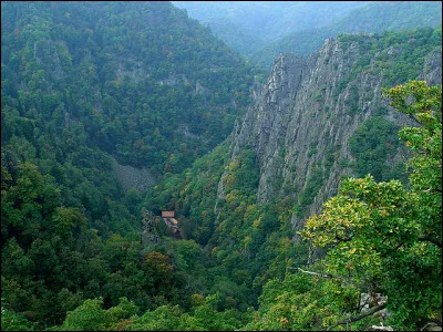 Mais, en temps normal, les arbres se la coulent douce, du moins en apparence : que font-ils, sur la route, toute la sainte journée ?