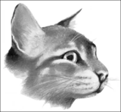 De quoi est mort Cur de Galet ?