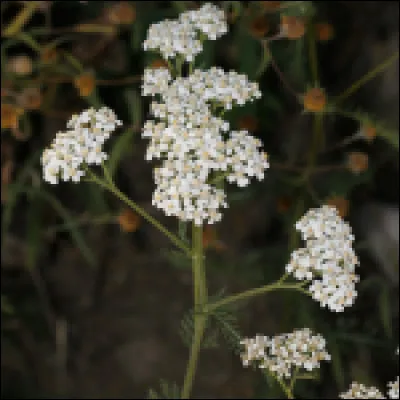 Quel est l'effet de la Millefeuille ?