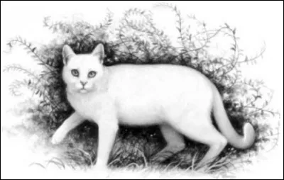 Quel était le nom d'apprentie d'Aile Blanche ?