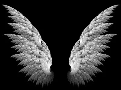 Comment les ailes elliptiques sont-elles généralement ?