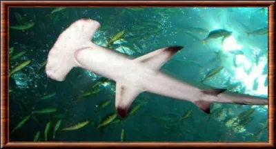 Dans quel océan trouve-t-on principalement le requin-marteau aile blanche ?