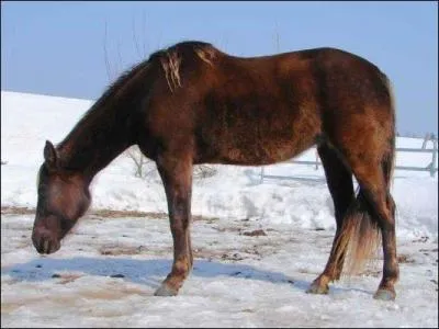 Pourquoi tend-t-il son encolure ?