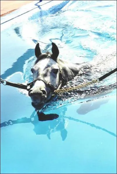  quoi sert de le faire nager ?