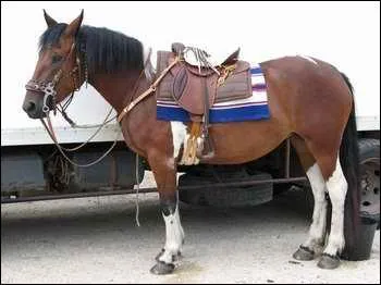 Pourquoi a-t-il des blessures  la sangle ?