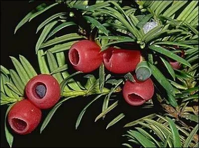 Quelle action produit les plantes toxiques ?