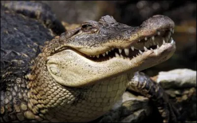 Quelle est la longueur moyenne du corps d'un alligator ?