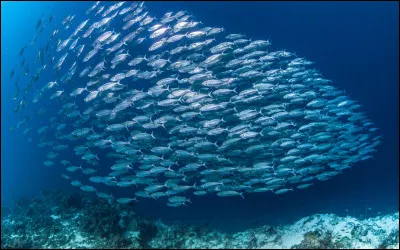Dans lequel de ces océans ne retrouve-t-on pas d'anchois ?
