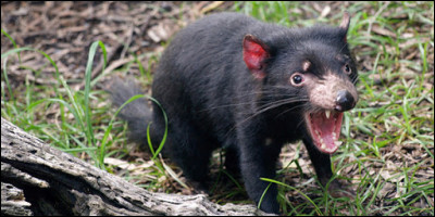 Sur quel continent pourrez-vous apercevoir en liberté ce petit marsupial carnivore, le diable de Tasmanie ?