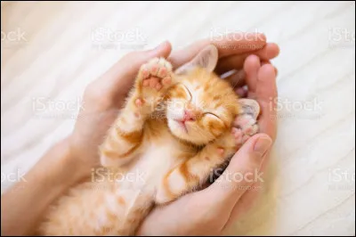 Laine d'agneau d'Ecosse !