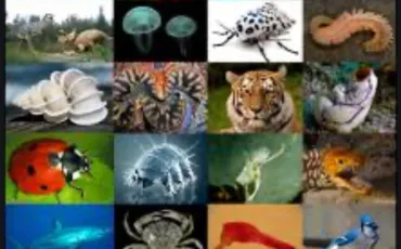 Quiz Animaux