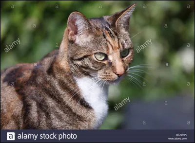 Et par qui se fait-il/elle tuer ?