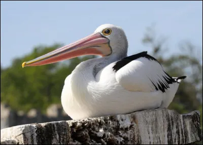 Quel oiseau apercevons-nous ici ?