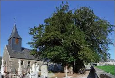 Vous avez sur cette image l'église Notre-Dame-de-la-Nativité (avec un if à côté) du Ménil-Ciboult. Commune Ornaise, elle se situe en région ...