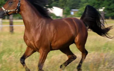 Quiz Galop 3
