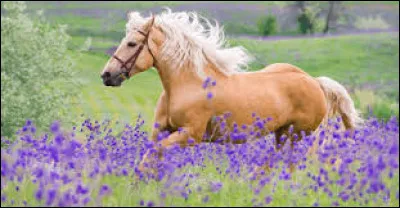 Quelle est cette robe ?