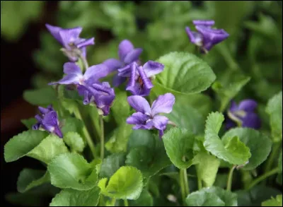 L'amour est un bouquet de ... !