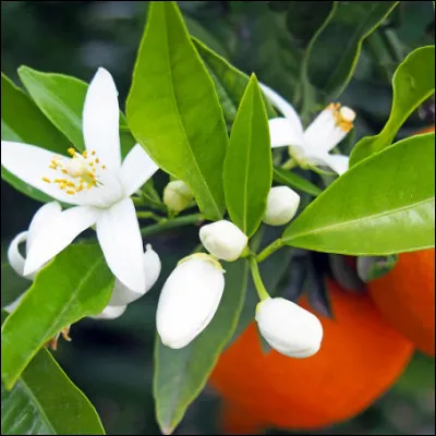 Voyons si on ne le verra jamais !