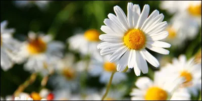 De quelle maison fut-elle ?