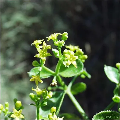 Cette fleur dégage une "atmosphère" particulière, reliez-la au titre d'un film !