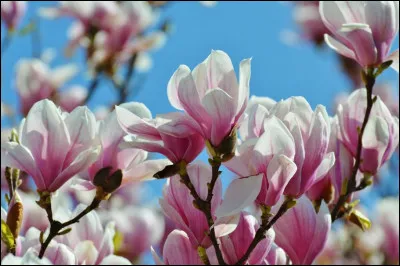 Dites-lui que je suis comme elle - Que j'aime toujours les chansons !