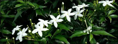 Trouvez le nom d'un animal grâce à votre génie !