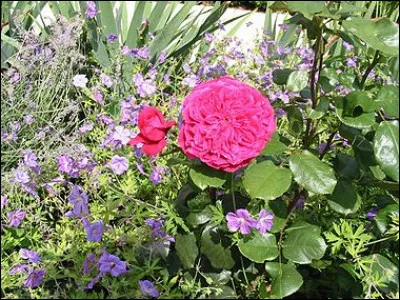 Cette rose porte le nom d'un célèbre chanteur et compositeur français, indice : Il créa une chanson sur le poulailler !