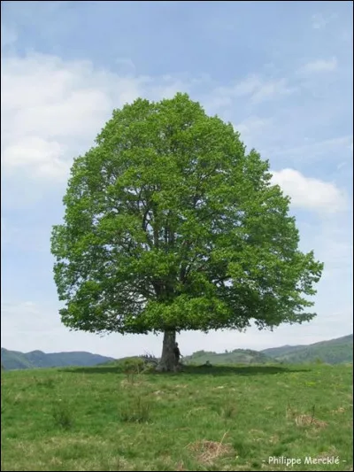 Quel est le fruit le plus gros qui pousse sur un arbre ?