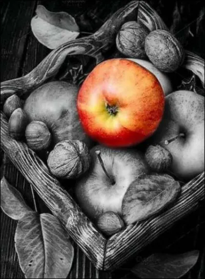 Et puis il est temps de cueillir les pommes ! Les Granny sont trop vertes, les Golden sont trop jaunes, les Gala sont trop rouges. Sur mes pommiers je trouve une variété aux couleurs variées, les miennes ont de beaux reflets rouges :