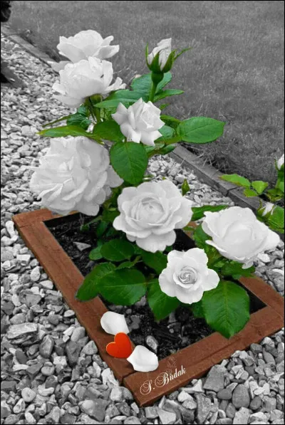 Dans laquelle de ses chansons, Barbara chante-t-elle "Je l'ai couché dessous les roses, mon père, mon père" ?