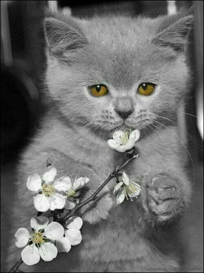 Question pépère : Elle a perdu son chat, qui a répondu à la Mère Michel ?