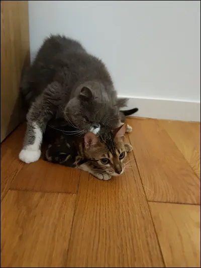 Squeezie a-t-il des chats ?