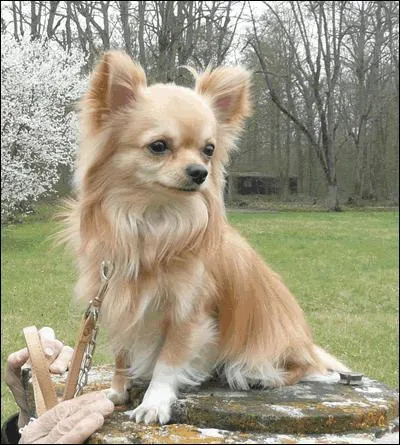 Quelle star possde un chihuahua ?