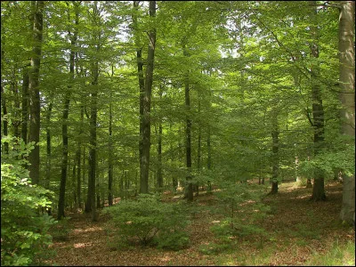 Quel nom porte le mastic de colle forte et de sciure de bois qui sert à boucher les fentes d'une pièce de bois ?