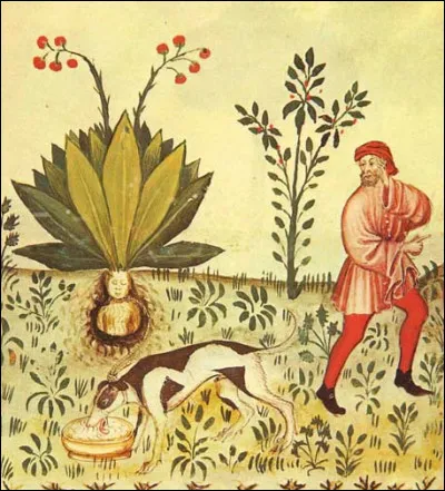 Quel est le sens du préfixe haplo ?