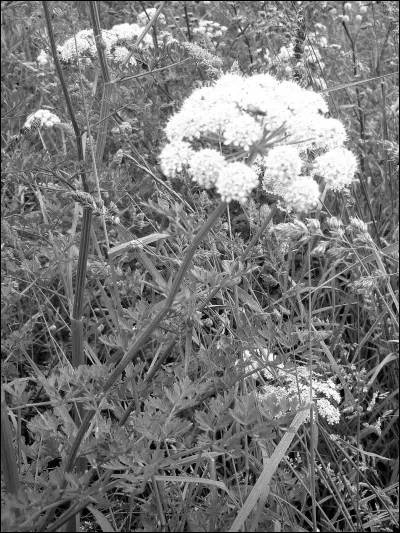 Grand comme "Grande ciguë" : De quelle couleur est cette fleur que je vous présente en version "noir et blanc" ?