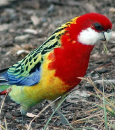 De ces trois oiseaux, l'un est incapable de voler !