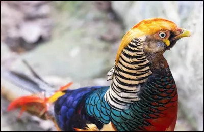 Qui a dit : L'amitié, cet oiseau d'amour qui a la queue coupée ?