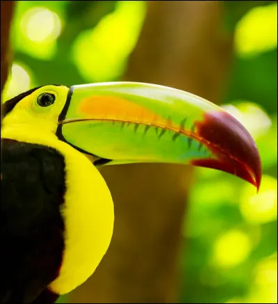 Comment s'appelle le prêtre, héros du roman "Les Oiseaux se Cachent pour Mourir" ?