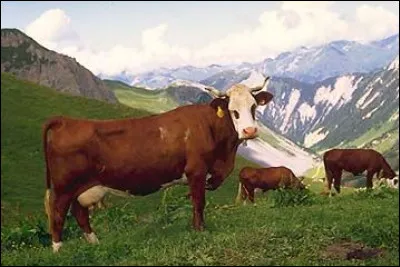 Va comme "vache" : quelle est cette race ?