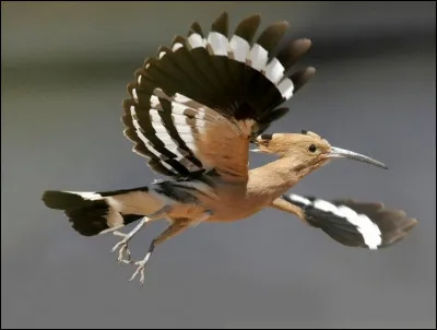 Quel est votre oiseau favori ?